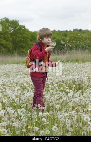 kleiner Junge in einer Wiese voller Löwenzahn Uhren Stockfoto