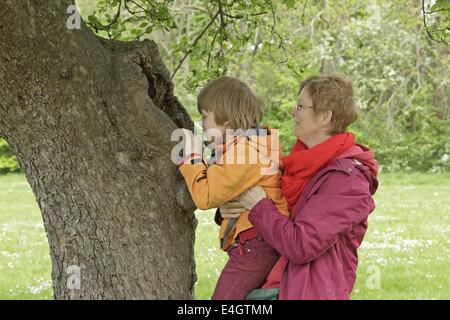 eine Mutter ihren kleinen Sohn zu prüfen, ein Loch in einem Baumstamm anheben Stockfoto