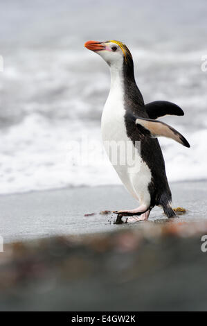 Haubenpinguin (Eudyptes Schlegeli) zu Fuß am Strand von Macquarie Island, sub-antarktische Gewässern Australiens. Stockfoto