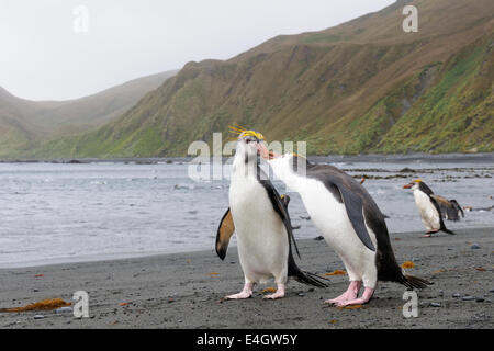 Zwei Haubenpinguin (Eudyptes Schlegeli) kämpfen am Strand in den Sub-antarktischen Gewässern, Macquarie Island, Australien. Stockfoto