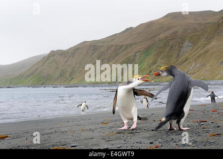 Zwei Haubenpinguin (Eudyptes Schlegeli) kämpfen am Strand in den Sub-antarktischen Gewässern, Macquarie Island, Australien. Stockfoto