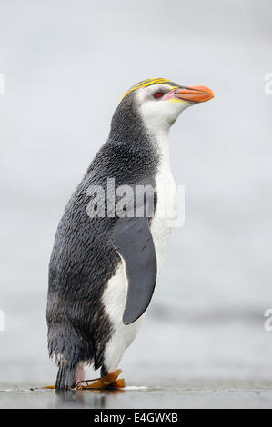 Royal Penguin (Eudyptes Schlegeli) stehen am Strand von Macquarie Island, sub-antarktische Gewässern Australiens. Stockfoto