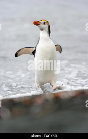 Haubenpinguin (Eudyptes Schlegeli) zu Fuß am Strand von Macquarie Island, sub-antarktische Gewässern Australiens. Stockfoto