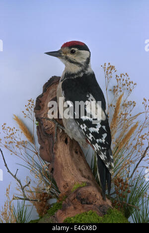 Eine juvenile Great spotted Woodpecker (Dendrocopus großen) erhalten und montiert von Präparatoren Stockfoto