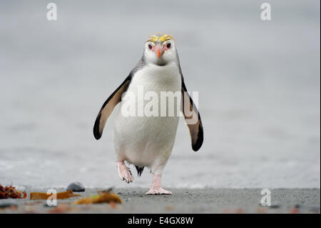 Haubenpinguin (Eudyptes Schlegeli) zu Fuß am Strand von Macquarie Island, sub-antarktische Gewässern Australiens. Stockfoto