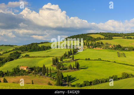 Kurvenreiche Straße in der Nähe von Monticchiello mit den berühmten Zypressen im Herzen der Toskana, Italien Stockfoto