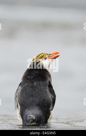 Royal Penguin (Eudyptes Schlegeli) stehen im Wasser auf Macquarie Island, sub-antarktische Gewässern Australiens. Stockfoto