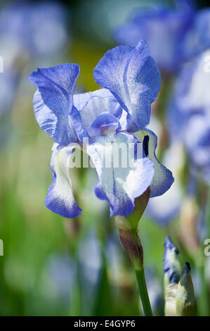 Iris, hohen Bartiris, Iris "Touch of Spring". Stockfoto