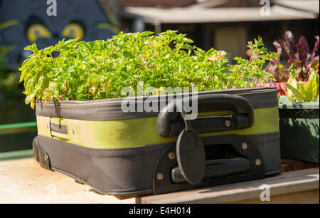 Petersilie, geschweiften Petersilie, Petroselinum Crispum. Stockfoto