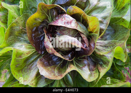 Chicorée, italienischer Chicorée Cichorium Intybus "Variegata di Chioggia". Stockfoto