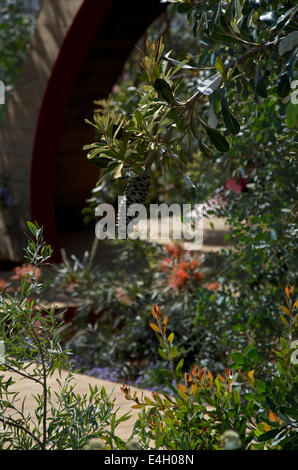 Banksia Integrifolia Kegel in der Essenz von Australien Garten von RHS Hampton Court Palace Flower Show 2014 Stockfoto