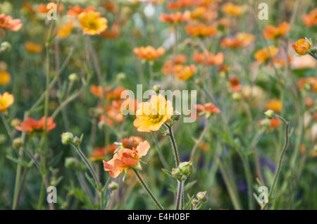 Geum "Völlig Mandarine" Stockfoto