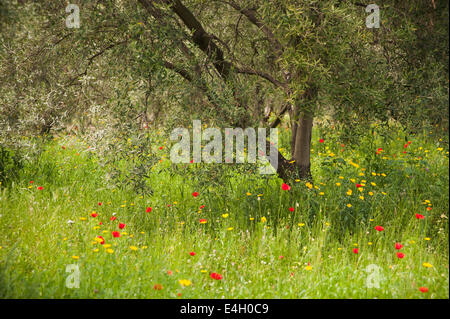 Olive, Olea Europaea. Stockfoto