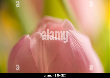 Tulpen, Tulipa Sorte. Stockfoto