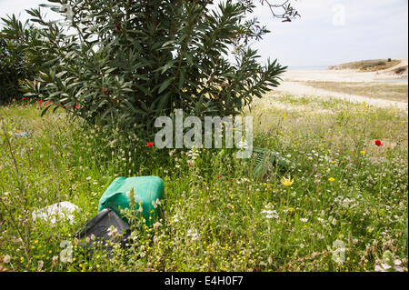 Oleander, Nerium Oleander. Stockfoto