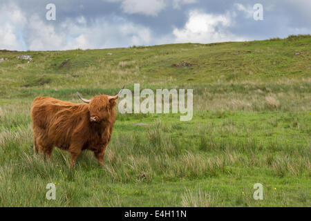 Erwachsenen rote Schottisch-Gälisch oder Highland Cattle auf einer Wiese auf der Isle of Lewis and Harris in den äußeren Hebriden Stockfoto