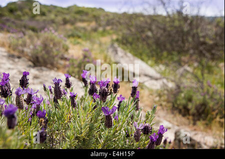 Lavendel, französischer Lavendel, Lavandula Stoechas. Stockfoto