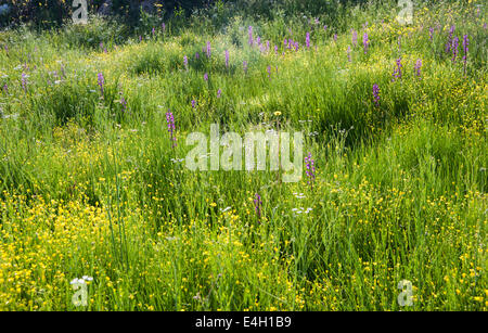 Orchidee, Loose-Flowered Orchidee, Anacamptis Laxiflora. Stockfoto