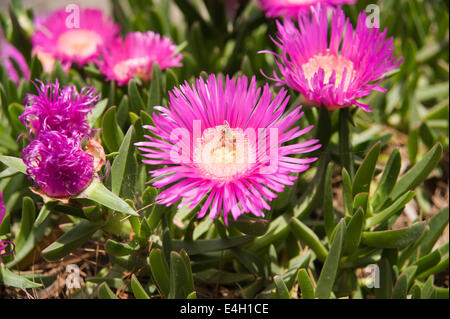 Mesembryanthemum, Dorotheanthus Bellidiformis. Stockfoto