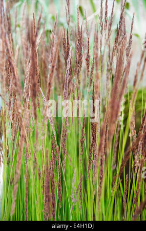 Hainbuche, Carpinus Betulus. Stockfoto