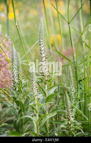 Fingerhut, Digitalis Ferruginea. Stockfoto