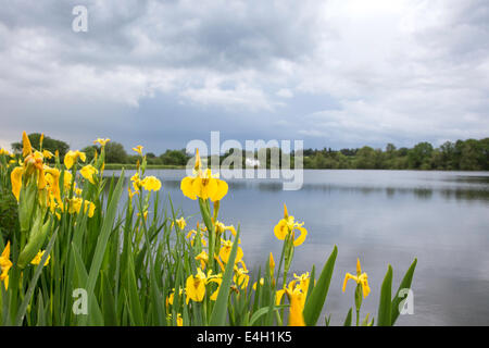 Gelbe Flagge Iris wächst an den Ufern eines Sees. England, UK Stockfoto