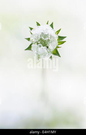 Witwenblume, Feld Witwenblume, Knautia Arvensis. Stockfoto