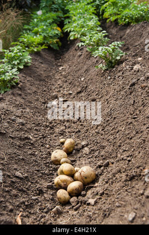 Kartoffel, Solanum Tuberosum Sorte. Stockfoto