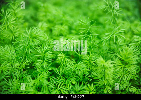 Love-in-a-Mist, Nigella Sativa. Stockfoto