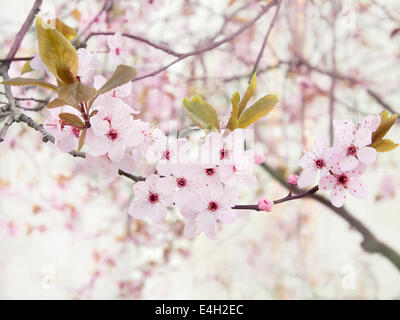 Kirschpflaume Prunus Cerasifera 'Nigra'. Stockfoto