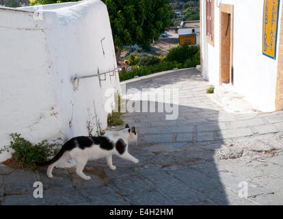 Katze auf Straße in Lindos Rhodes Greece Stockfoto