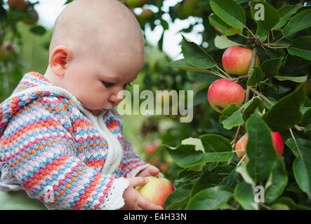 Apfel, Malus Domestica "Entdeckung". Stockfoto
