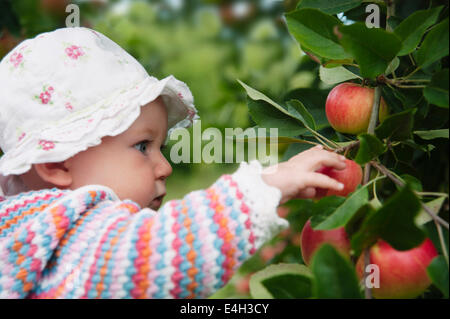 Apfel, Malus Domestica "Entdeckung". Stockfoto