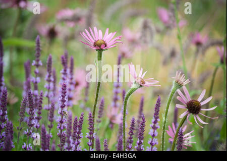 Sonnenhut, Tennessee lila Sonnenhut, Echinacea Tennesseensis. Stockfoto