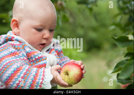 Apfel, Malus Domestica "Entdeckung". Stockfoto