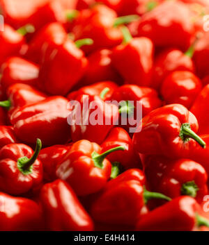 Pfeffer, Paprika, Capsicum Annuum var. Grossum "Baby Belle". Stockfoto