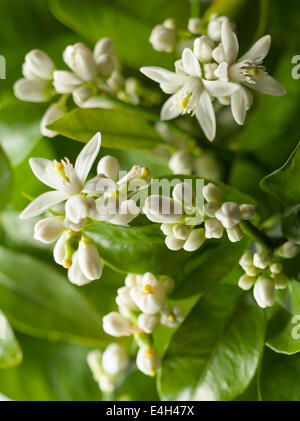 Zitrone, Citrus Limon. Stockfoto