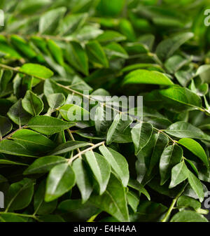 Curryblätter Murraya Paniculata. Stockfoto