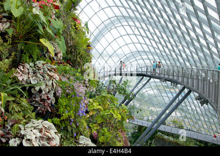 Der Tree Top Walk in den Nebelwald Kuppel zeigt Anpflanzungen in den Baumkronen, "Gardens by the Bay Singapore" Stockfoto