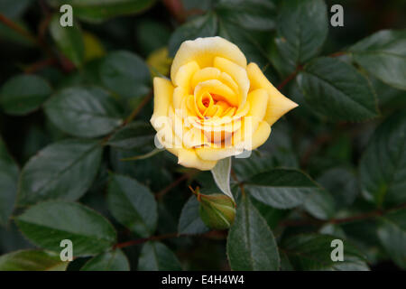 Einzelne gelbe rose vor dem Hintergrund einer dunkelgrünen glänzenden Blättern Stockfoto