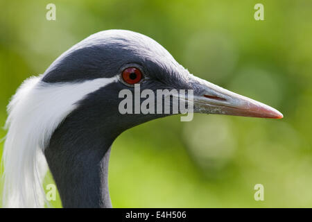 Demoiselle Kran (Anthropoides Virgo). Kopf-Profil Seitenansicht eines Erwachsenen Vogel. Geschlechter gleichermaßen. Stockfoto