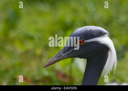 Demoiselle Kran (Anthropoides Virgo). Kopf-Profil Seitenansicht eines Erwachsenen Vogel. Geschlechter gleichermaßen. Stockfoto