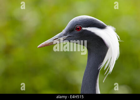 Demoiselle Kran (Anthropoides Virgo). Profil, Seitenansicht, ein Altvogel. Geschlechter gleichermaßen. Stockfoto