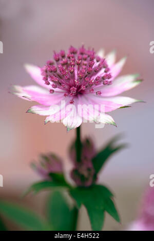 Astrantia, Sterndolde, Astrantia major 'Roma'. Stockfoto