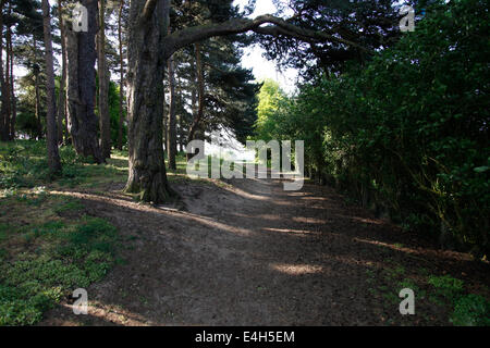 Wald-Spaziergang mit schattenspendenden Bäumen, Frühling durch gefilterte Sonnenlicht. Stockfoto