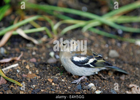 Weibliche Buchfink in Ruhe in einem Garten Stockfoto