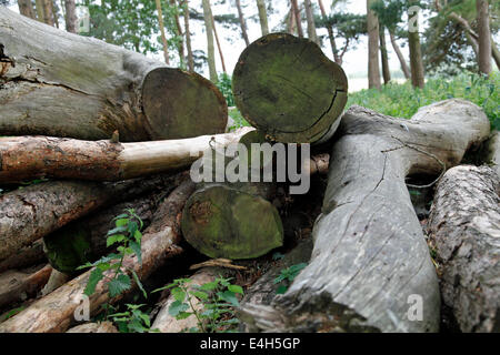 Alten tote Baumstämme, grün mit Alter, häuften sich in einem Holz Stockfoto