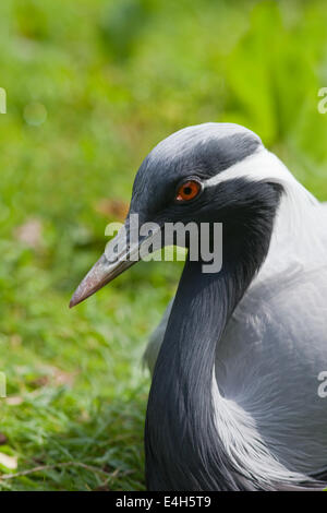 Demoiselle Kran (Anthropoides Virgo). Weibliche Altvogel, bebrüten. Geschlechter gleichermaßen. Stockfoto