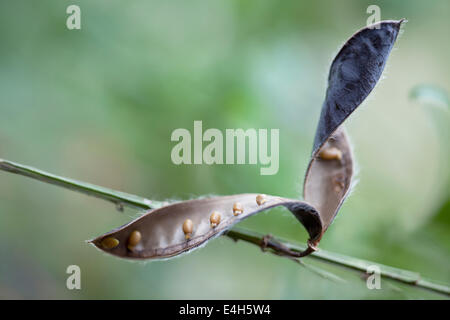 Besen, gemeinsame Besen, Cytisus Scoparius. Stockfoto