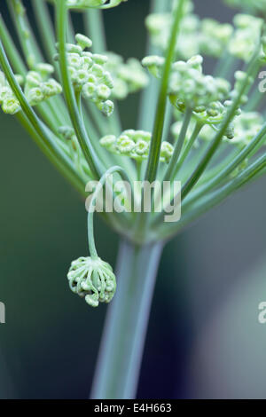 Fenchel, Foeniculum Vulgare. Stockfoto